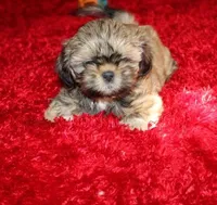 Livvy , a female Shih Tzu for sale in Thayer, KS – Photo 7 of 10