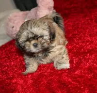 Livvy , a female Shih Tzu for sale in Thayer, KS – Photo 2 of 10