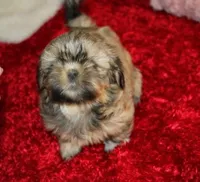 Livvy , a female Shih Tzu for sale in Thayer, KS – Photo 3 of 10