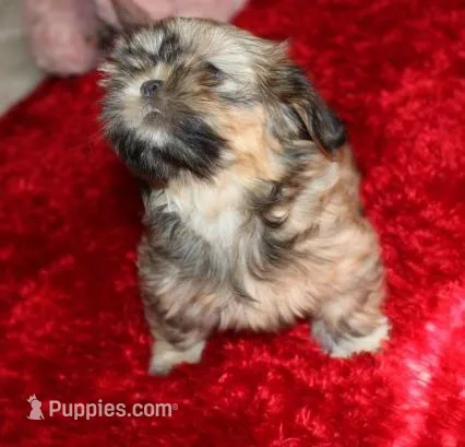 Livvy  – Shih Tzu puppy for sale in Thayer, KS