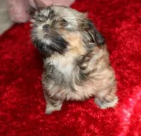 Livvy , a female Shih Tzu for sale in Thayer, KS – Photo 1 of 10