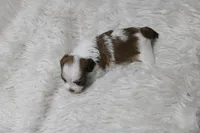 Rosee Havashu, a female Havanese and Shih Tzu for sale in Thayer, KS – Photo 4 of 6