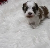 Rosee Havashu, a female Havanese and Shih Tzu for sale in Thayer, KS – Photo 6 of 6