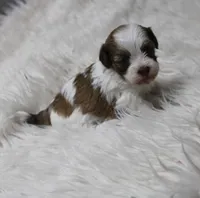 Rosee Havashu, a female Havanese and Shih Tzu for sale in Thayer, KS – Photo 2 of 6