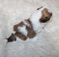 Rosee Havashu, a female Havanese and Shih Tzu for sale in Thayer, KS – Photo 3 of 6