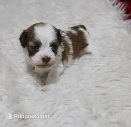 Rosee Havashu – Havanese, Shih Tzu puppy for sale in Thayer, KS
