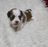 Rosee Havashu, a female Havanese and Shih Tzu for sale in Thayer, KS – Photo 1 of 6