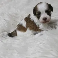 Rosee Havashu, a female Havanese and Shih Tzu for sale in Thayer, KS – Photo 5 of 6