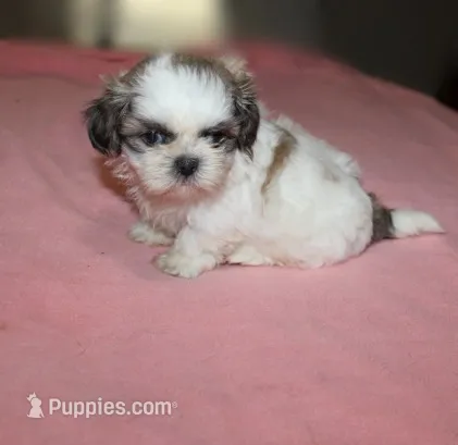 Trinket  Shih tzu Small! – Shih Tzu puppy for sale in Thayer, KS