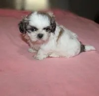 Trinket  Shih tzu Small! akc, a female Shih Tzu for sale in Thayer, KS – 2 of 10