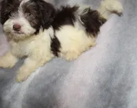 Caramel akc Chocolate puppy, a male Havanese for sale in Thayer, KS – 3 of 9