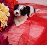Buttercup  havashu havanese/shihtzu, a female Havanese and Shih Tzu for sale in Thayer, KS – 2 of 10