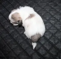 Minnie , a female Shih Tzu for sale in Thayer, KS – 3 of 5