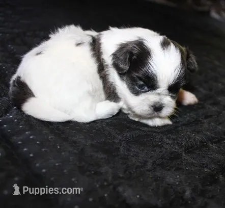 Binki purebred shih tzu Small  – Shih Tzu puppy for sale in Thayer, KS