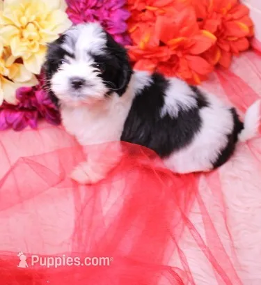Buttercup  havashu havanese/shihtzu – Havanese, Shih Tzu puppy for sale in Thayer, KS