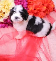 Buttercup  havashu havanese/shihtzu, a female Havanese and Shih Tzu for sale in Thayer, KS – 1 of 10