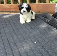 Buttercup is a small   havashu havanese shihtzu, a female Havanese and Shih Tzu for sale in Thayer, KS – 2 of 10
