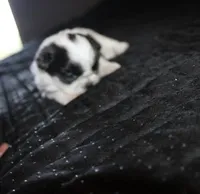 Binki purebred shih tzu Small , a female Shih Tzu for sale in Thayer, KS – 2 of 6