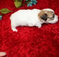 Ash Havashu, a male Havanese and Shih Tzu for sale in Thayer, KS – Photo 6 of 6