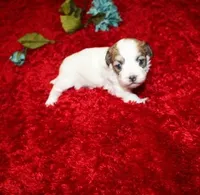 Ash Havashu, a male Havanese and Shih Tzu for sale in Thayer, KS – Photo 2 of 6