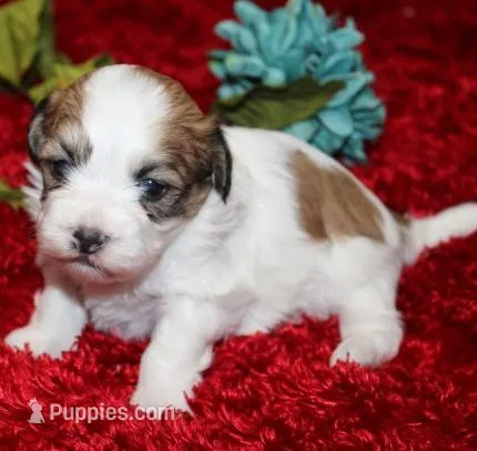 Ash Havashu – Havanese, Shih Tzu puppy for sale in Thayer, KS