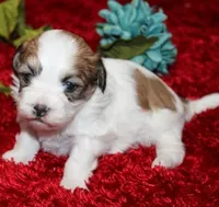 Ash Havashu, a male Havanese and Shih Tzu for sale in Thayer, KS – Photo 1 of 6