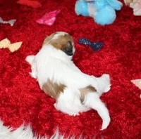 Havashu  Shih tzu - Havanese  Pending, a male Havanese and Shih Tzu for sale in Thayer, KS – 5 of 8