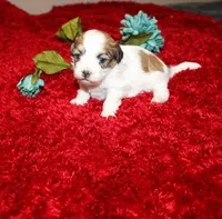 Ash Havashu, a male Havanese and Shih Tzu for sale in Thayer, KS – Photo 5 of 6