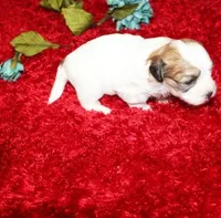 Ash Havashu, a male Havanese and Shih Tzu for sale in Thayer, KS – Photo 4 of 6