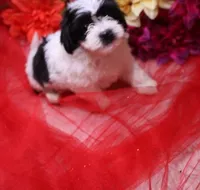 Magnolia  havashu  havanese/shihtzu, a female Havanese and Shih Tzu for sale in Thayer, KS – 2 of 10