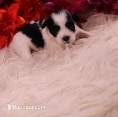 Diesel    havashu – Havanese, Shih Tzu puppy for sale in Thayer, KS