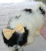 Miss Tulip Havashu SoSweet!, a female Havanese and Shih Tzu for sale in Thayer, KS – 8 of 9