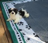 Havashu  Small  girl   Magnolia , a female Havanese for sale in Thayer, KS – 5 of 10