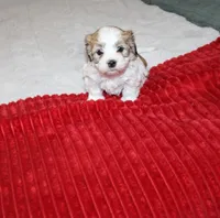 Havashu  Shih tzu - Havanese  Pending, a male Havanese and Shih Tzu for sale in Thayer, KS – 7 of 8