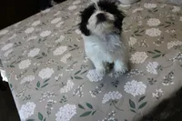 Miss Tulip Havashu SoSweet!, a female Havanese and Shih Tzu for sale in Thayer, KS – 2 of 9