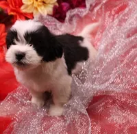 Diesel    havashu, a male Havanese and Shih Tzu for sale in Thayer, KS – 7 of 10