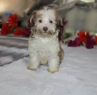 Spicey reduced, a male Havanese for sale in Thayer, KS – 10 of 10