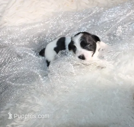 Magnolia  havashu  havanese/shihtzu – Havanese, Shih Tzu puppy for sale in Thayer, KS