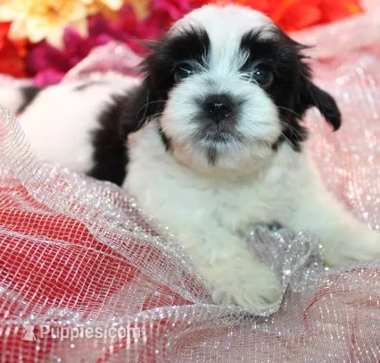 Dozer havanese shih-tzu   – Havanese, Shih Tzu puppy for sale in Thayer, KS