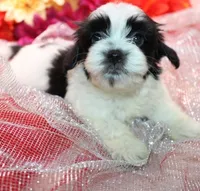 Dozer havanese shih-tzu  , a male Havanese and Shih Tzu for sale in Thayer, KS – 1 of 10