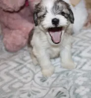 Cozy, a female Havanese for sale in Thayer, KS – 9 of 9