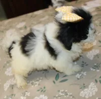 Havashu   Daffodil, a female Shih Tzu for sale in Thayer, KS – 6 of 9