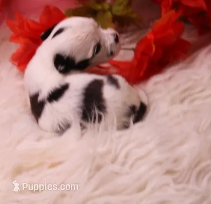 Dunkin   havashu – Havanese puppy for sale in Thayer, KS