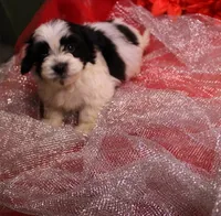 Dozer havanese shih-tzu  , a male Havanese and Shih Tzu for sale in Thayer, KS – 3 of 10