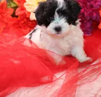 Daffodil  havashu   havanese/shih tzu  small, a female Havanese and Shih Tzu for sale in Thayer, KS – 2 of 10