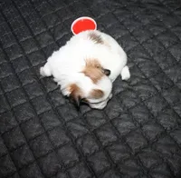 Trinket  Shih tzu Small!, a female Shih Tzu for sale in Thayer, KS – 3 of 8
