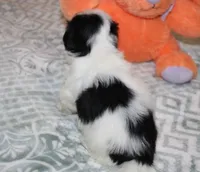 Cider Male Havanese , a male Havanese for sale in Thayer, KS – 2 of 2