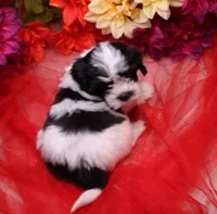 Buttercup  havashu havanese/shihtzu, a female Havanese and Shih Tzu for sale in Thayer, KS – 4 of 10