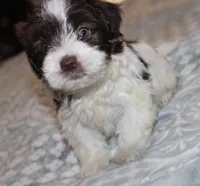 Caramel akc, a male Havanese for sale in Thayer, KS – 3 of 9