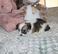 Cozy, a female Havanese for sale in Thayer, KS – 6 of 9